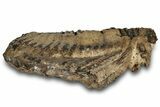 Woolly Mammoth Lower M Molar - North Sea Deposits #298456-5